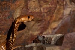 Une majestueuse cobra du Cap observe attentivement son environnement