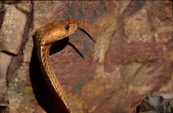 Cobra du Cap dorée fascinante découverte dans les montagnes de Gansbaai