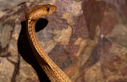 Portrait fascinant de la Cobra du Cap devant un décor rocheux impressionnant en Afrique du Sud