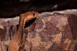 Rencontre avec un cobra du Cap dans les montagnes de Gansbaai