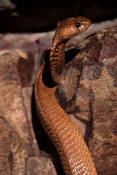Cobra del Cabo erguida (Naja nivea) frente a una roca colorida en las montañas de Gansbaai