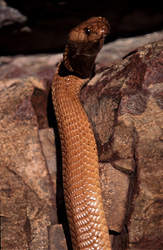 Une impressionnante Cobra du Cap dorée dans son habitat naturel