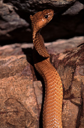 Cobra du Cap majestueuse dans son environnement naturel dans l'Overberg-Fynbos