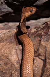 Observer la fascinante cobra du Cap (Naja nivea) sous la lumière du soleil