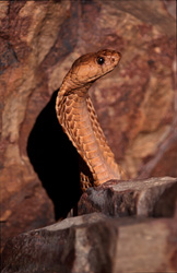 Découvrez l'impressionnante Cobra du Cap dans son environnement naturel des montagnes de Gansbaai