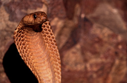 Le cobra du Cap (Naja nivea) pose sur un mur de roche ensoleillé en Afrique du Sud