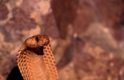 Portrait impressionnant d'un cobra du Cap (Naja nivea) dans les montagnes de Gansbaai
