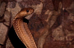 Une rencontre fascinante avec le cobra du Cap dans les montagnes de Gansbaai
