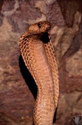 Découvrez la Cobra du Cap dorée dans son environnement naturel