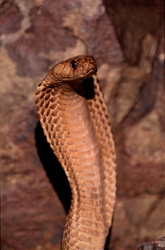 Cobra del Cabo majestuosa en las montañas de Gansbaai, Sudáfrica