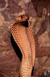 En savoir plus sur le cobra du Cap (Naja nivea) dans la nature sauvage du Cap-Occidental