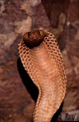 La cobra del Cabo (Naja nivea) se ha erguido elegantemente y observa su entorno con una mirada vigilante.