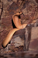 Avec une grande concentration, la fascinante Cobra du Cap me regarde