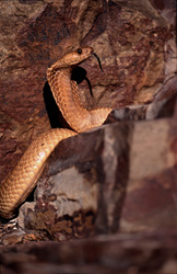 Un affascinante Cobra del Capo (Naja nivea) tra rocce colorate nelle montagne di Gansbaai