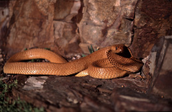 Cobra du Cap fascinant avec une lueur dorée repéré dans les montagnes de Gansbaai