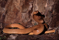 Un retrato animal fascinante: la Cobra del Cabo Dorada en su entorno natural