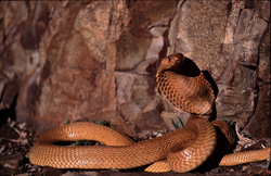 Una imponente cobra del Cabo (Naja nivea) en las montañas de Gansbaai