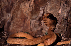Cobra du Cap (Naja nivea) devant une paroi rocheuse colorée dans les montagnes de Gansbaai