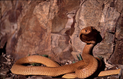 Cobra du Cap (Naja nivea) regardant attentivement devant une paroi rocheuse ensoleillée dans les montagnes de Gansbaai