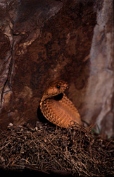 Lentement et majestueusement : La Cobra du Cap dorée se dévoile dans toute sa splendeur