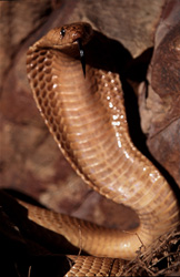 Experimenta la majestuosa cobra del Cabo (Naja nivea) en su entorno natural de las montañas de Gansbaai