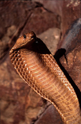 La Cobra du Cap (Naja nivea) - un serpent venimeux fascinant et dangereux du Cap-Occidental