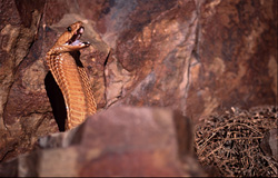 Découvrez la fascinante Cobra du Cap dans son environnement naturel