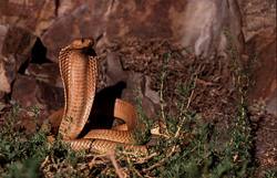 L'imposante Cobra du Cap - un serpent venimeux fascinant en Afrique du Sud