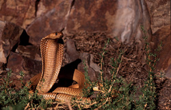 Encuentro con la majestuosa Cobra del Cabo en las montañas de Gansbaai