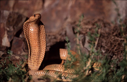 Le majestueux cobra du Cap (Naja nivea) dans son environnement naturel