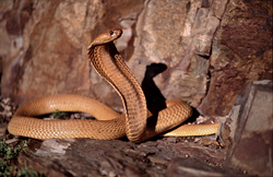 Le cobra du Cap, dangereux et fascinant, dans son environnement naturel