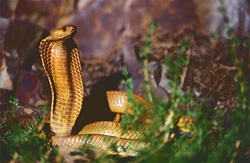 Cape Cobra (Naja nivea)