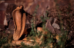 Fascination pour la Cobra du Cap : Beauté venimeuse dans le Fynbos d'Overberg