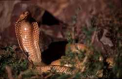 La Cobra du Cap (Naja nivea) - Un serpent venimeux fascinant du Western Cape