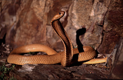 Rencontre avec l'impressionnante Cap Cobra dans les rochers du Fynbos d'Overberg