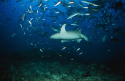 A Tawny Nurse Shark in the Midst of a School of Fish