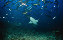 A Majestic Tawny Nurse Shark in the Ocean
