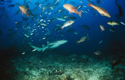 Observing a Tawny nurse shark (Nebrius ferrugineus) in its natural habitat