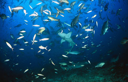 Ein Gewöhnlicher Ammenhai in seiner natürlichen Umgebung am Shark Reef