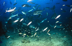 Ein Gewöhnlicher Ammenhai (Nebrius ferrugineus) zeigt Interesse am Fischfutterangebot