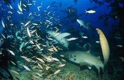 Zwei elegante Gewöhnliche Ammenhaie (Nebrius ferrugineus) inmitten eines lebhaften Fischschwarms