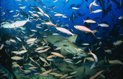Zwei imposante Gewöhnliche Ammenhaie umgeben von einem Schwarm Fische im Shark Reef