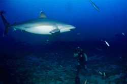An impressive silvertip shark swims over a diver at Shark Reef