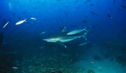 Elegant Silvertip Shark (Carcharhinus albimarginatus) gliding gracefully through Shark Reef.