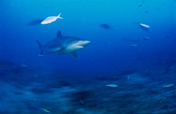 A majestic Silvertip shark emerges in Beqa Lagoon