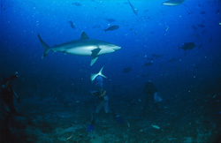 Captivated, the divers watch a passing silvertip shark (Carcharhinus albimarginatus).