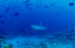 Faszinierender Silberspitzenhai in der Beqa Lagoon auf den Fiji-Inseln entdeckt