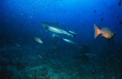 An impressive Silvertip shark (Carcharhinus albimarginatus) gracefully swims towards air bubbles