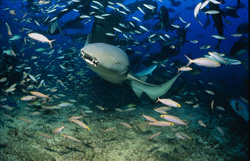 Ein majestätischer Gewöhnlicher Ammenhai umgeben von einem Schwarm Fische