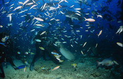 Faszinierender Gewöhnlicher Ammenhai am Shark Reef entdeckt